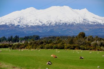 горящий тур в новую зеландию